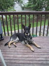 Chief (Adopt Pend)