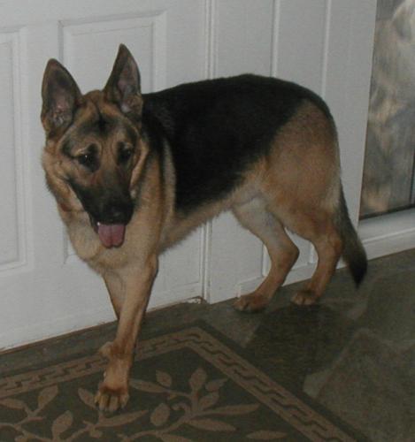 Richter(adopt pend