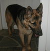 Richter(adopt pend