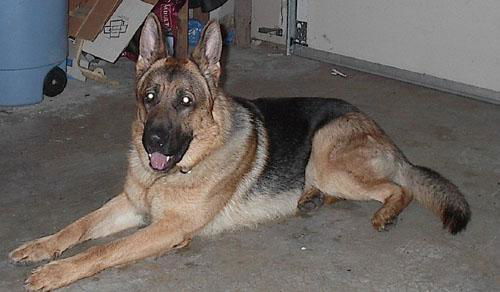 Max(adoptpend)
