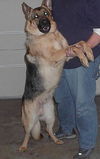 Max(adoptpend)