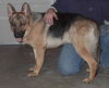 Max(adoptpend)