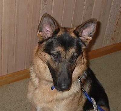 Bruno