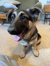 Ziva