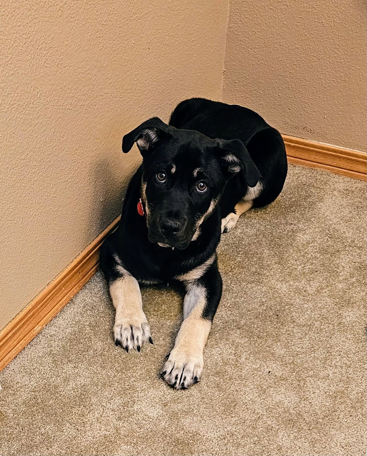 Dog for Adoption Wolfgang, a German Shepherd Dog in Lynnwood, WA