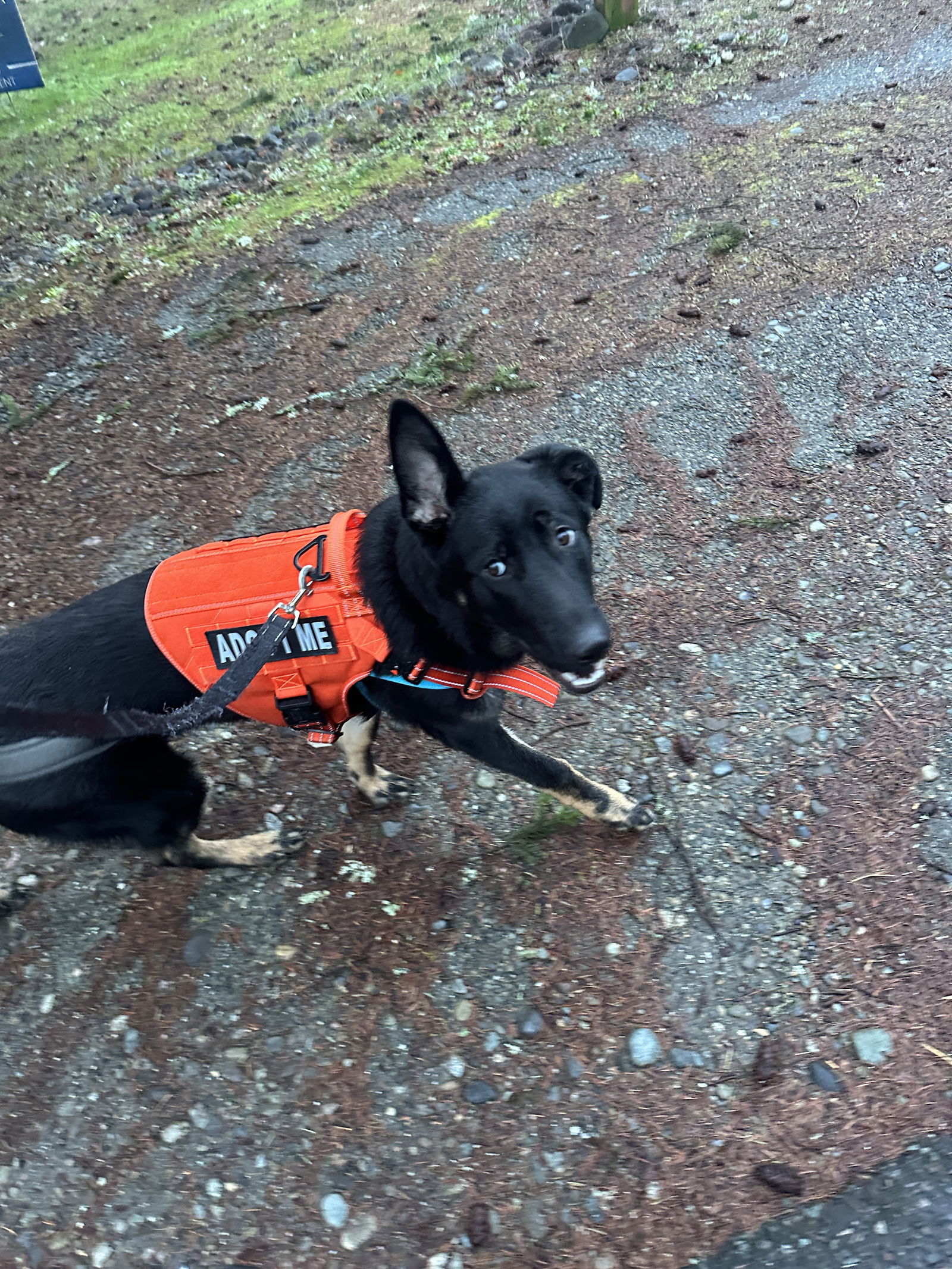 Dog for Adoption - Jax, a German Shepherd Dog in Gold Bar, WA | Alpha Paw