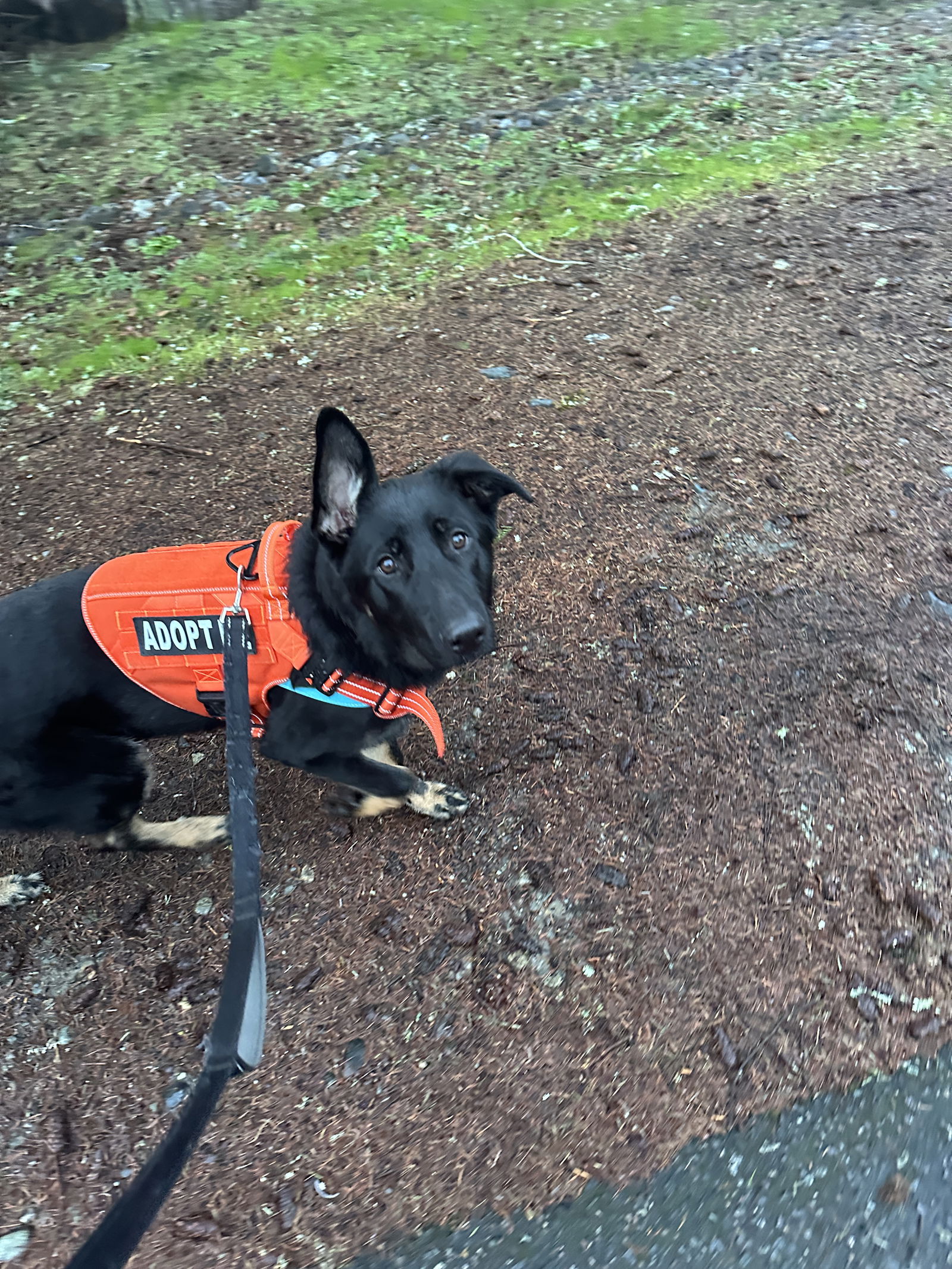 Dog for Adoption - Jax, a German Shepherd Dog in Seattle, WA | Alpha Paw