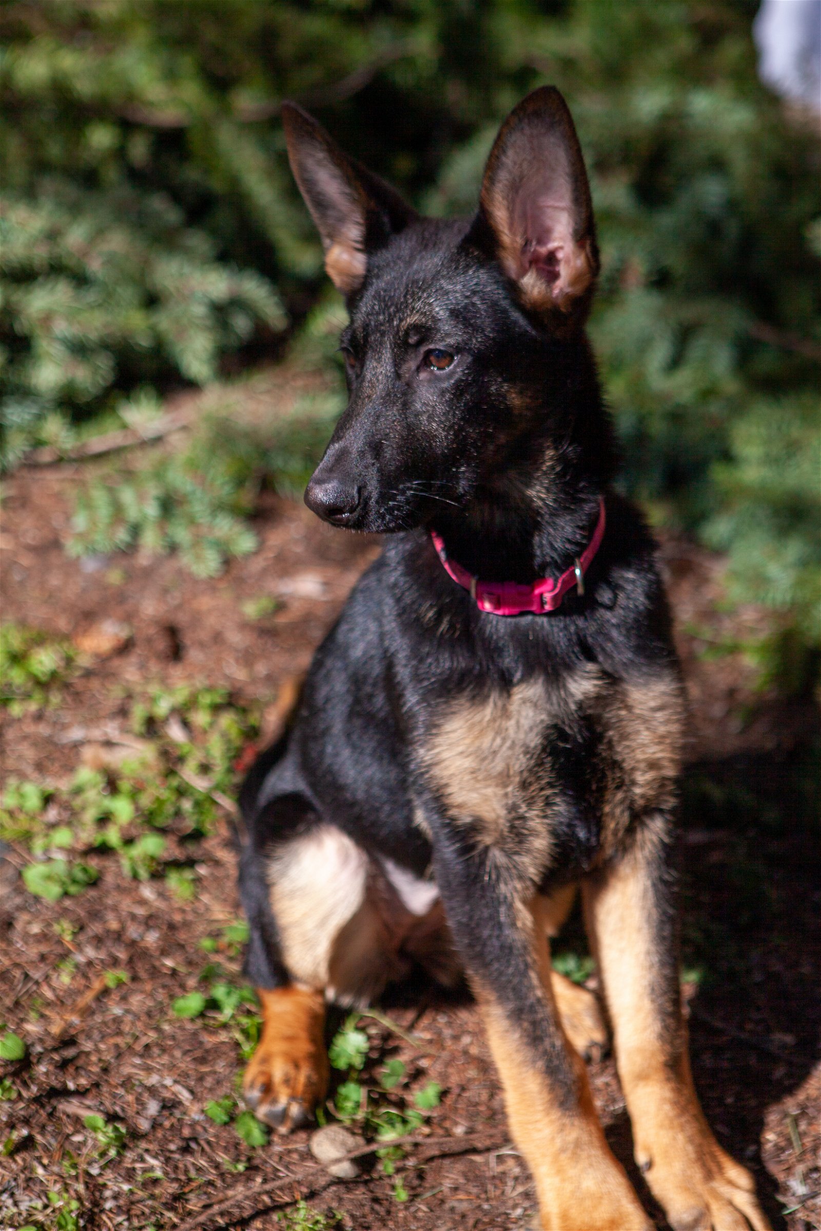 adoptable Dog in Seattle, WA named Umber