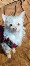 adoptable Dog in seattle, WA named Tango