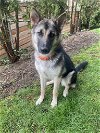 adoptable Dog in seattle, WA named Willow