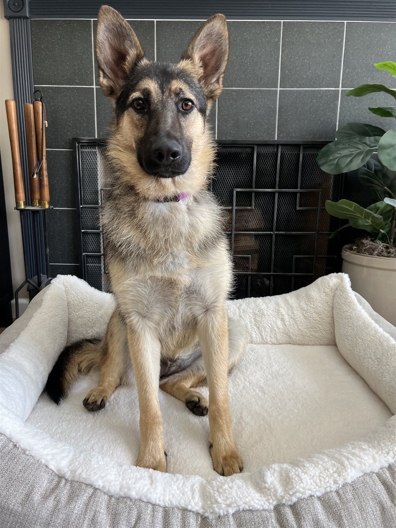 adoptable Dog in Seattle, WA named Jasmine