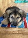 adoptable Dog in seattle, WA named Alton
