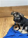 adoptable Dog in seattle, WA named Anistyn
