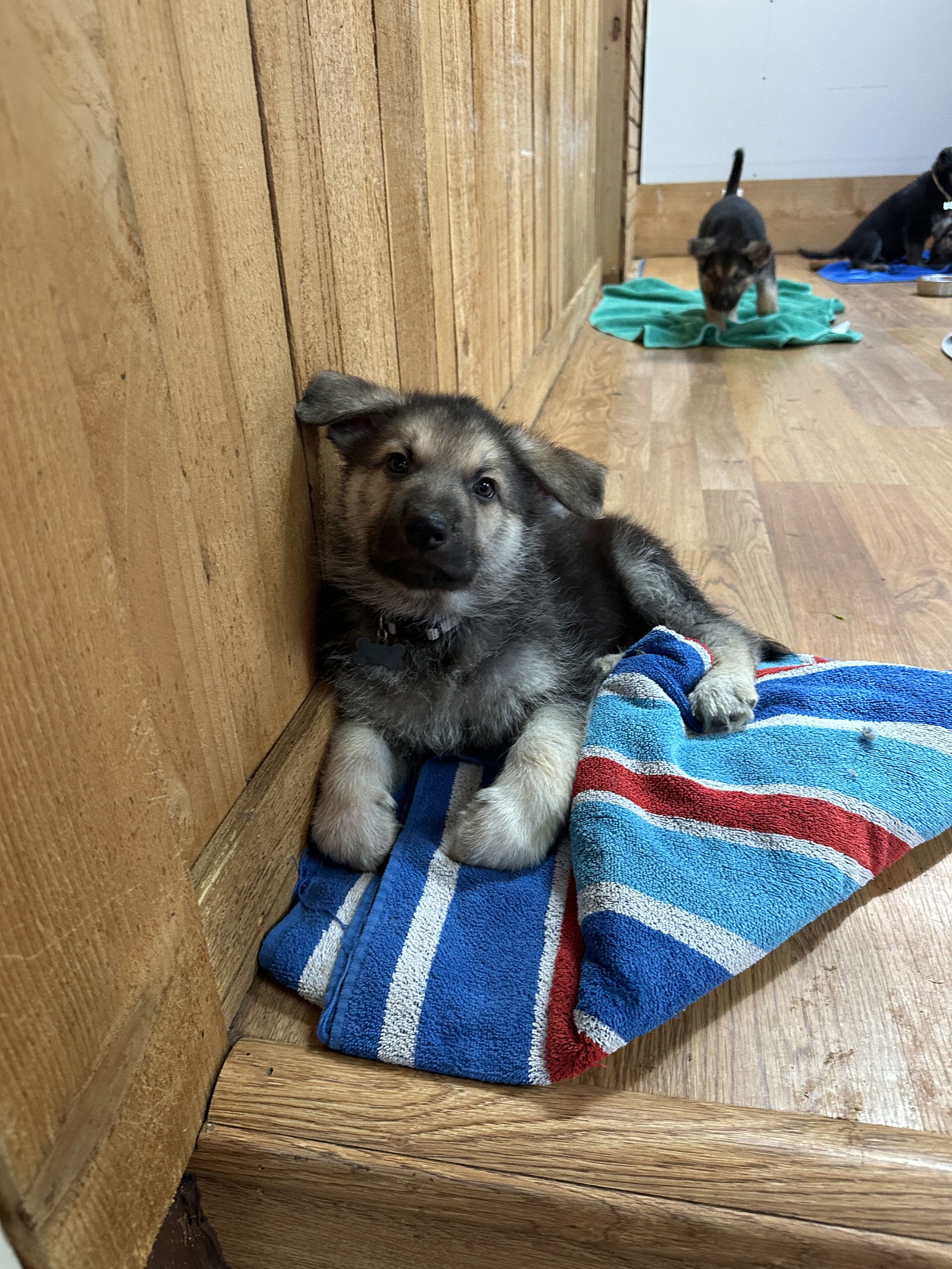 dog-for-adoption-grayson-a-german-shepherd-dog-in-smokey-point-wa