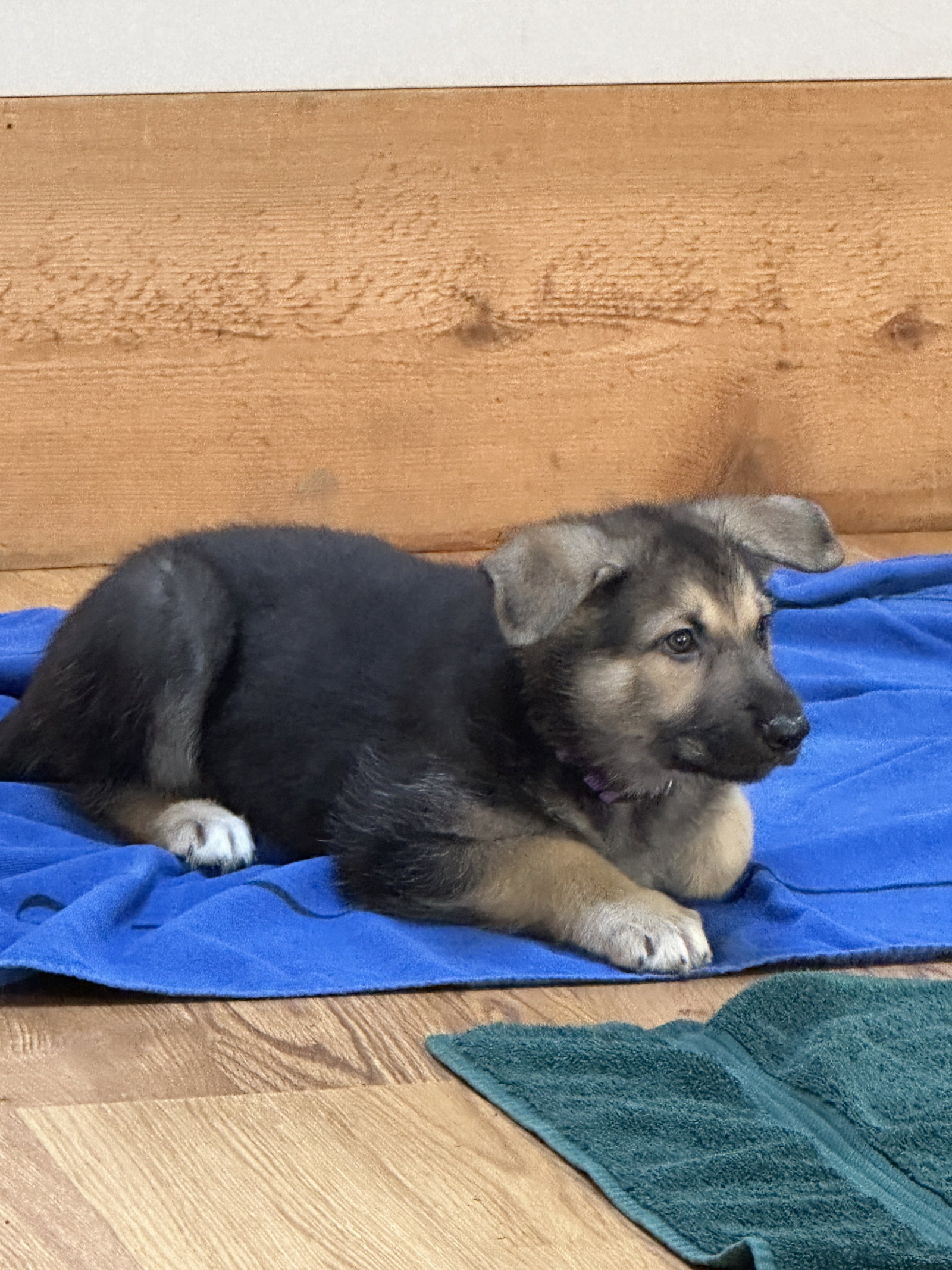 Dog for Adoption - Petra, a German Shepherd Dog in Shoreline, WA