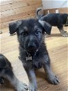 adoptable Dog in , WA named Vander