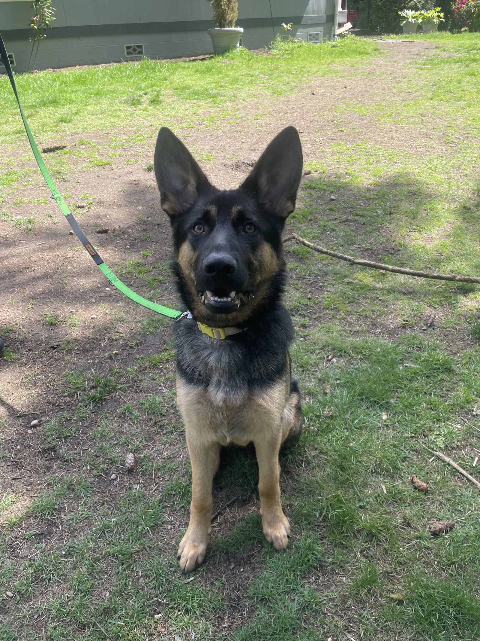 Dog for Adoption - Shadow, a German Shepherd Dog in Fife, WA | Alpha Paw