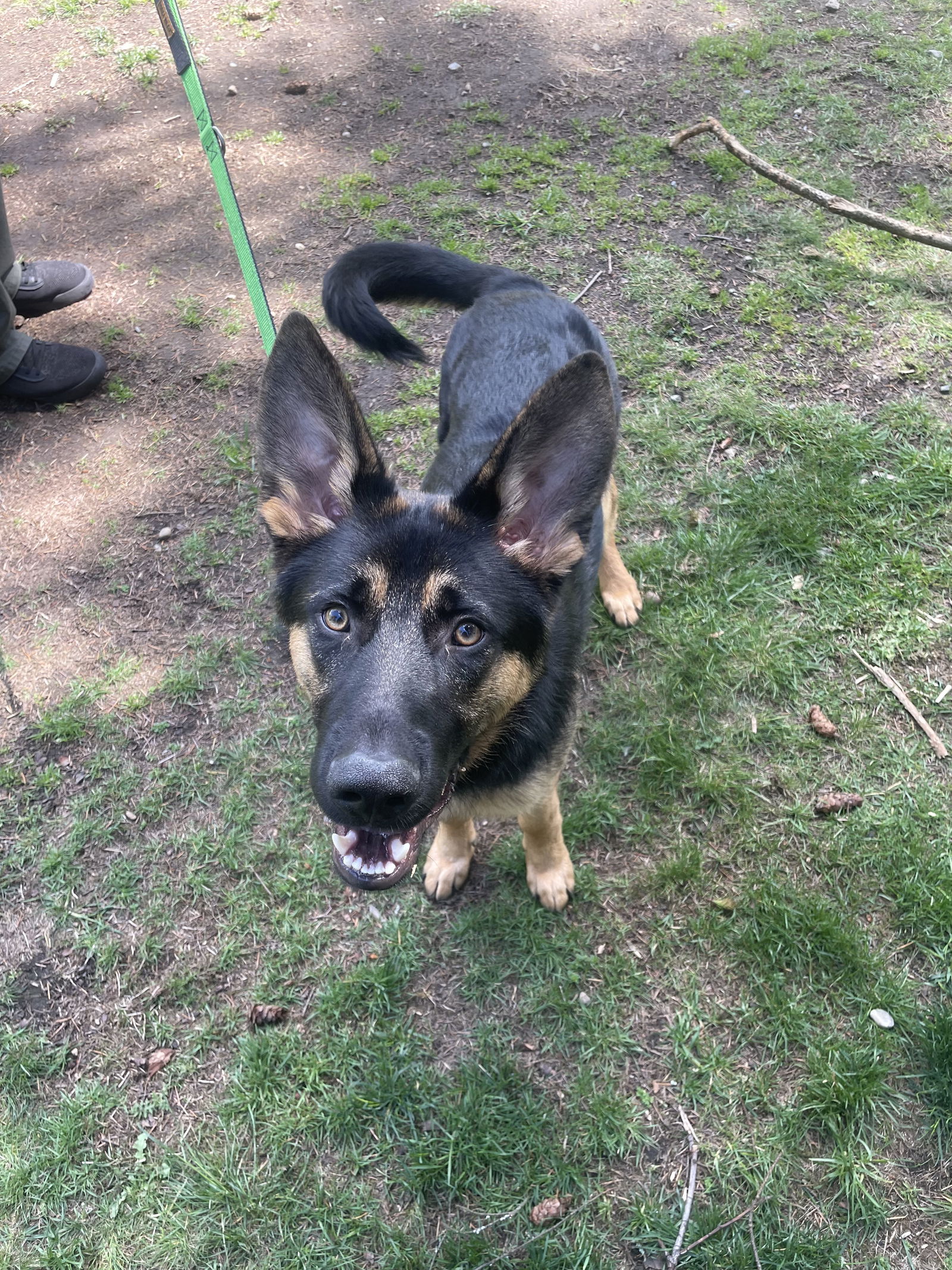 Dog for Adoption - Shadow, a German Shepherd Dog in Fife, WA | Alpha Paw