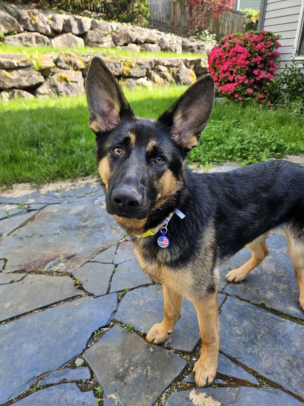 Dog for Adoption - Shadow, a German Shepherd Dog in Fife, WA | Alpha Paw