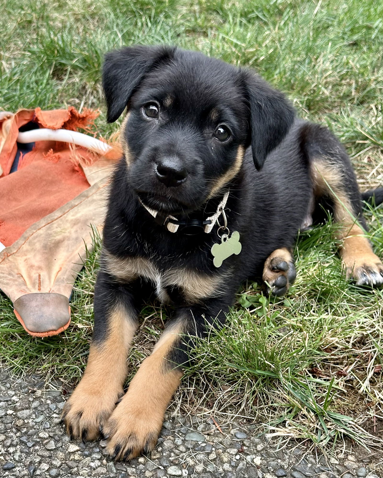 adoptable Dog in Seattle, WA named Diesel