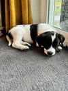 Patch