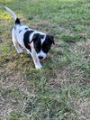 Patch