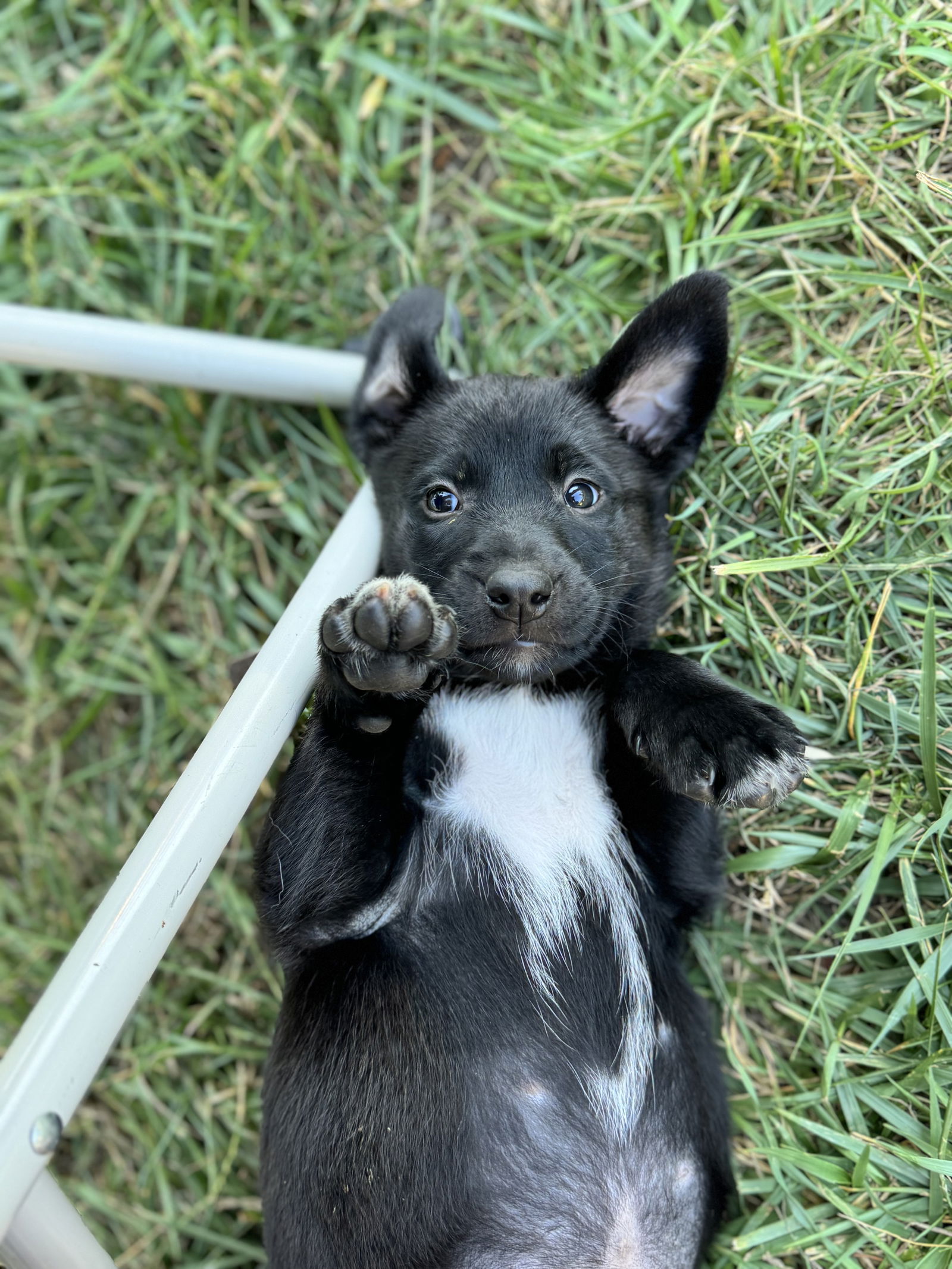 adoptable Dog in Seattle, WA named Mia