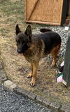 Bruno