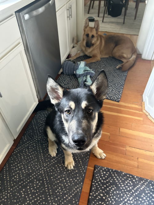 Zeke