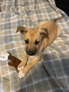 Kasha