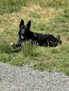 Jett