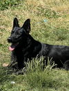 Jett
