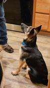 Cora