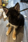 Deacon