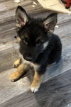 Deacon