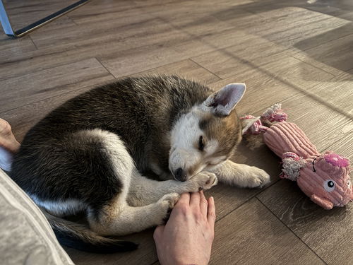 Felix