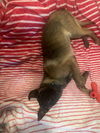 Althea
