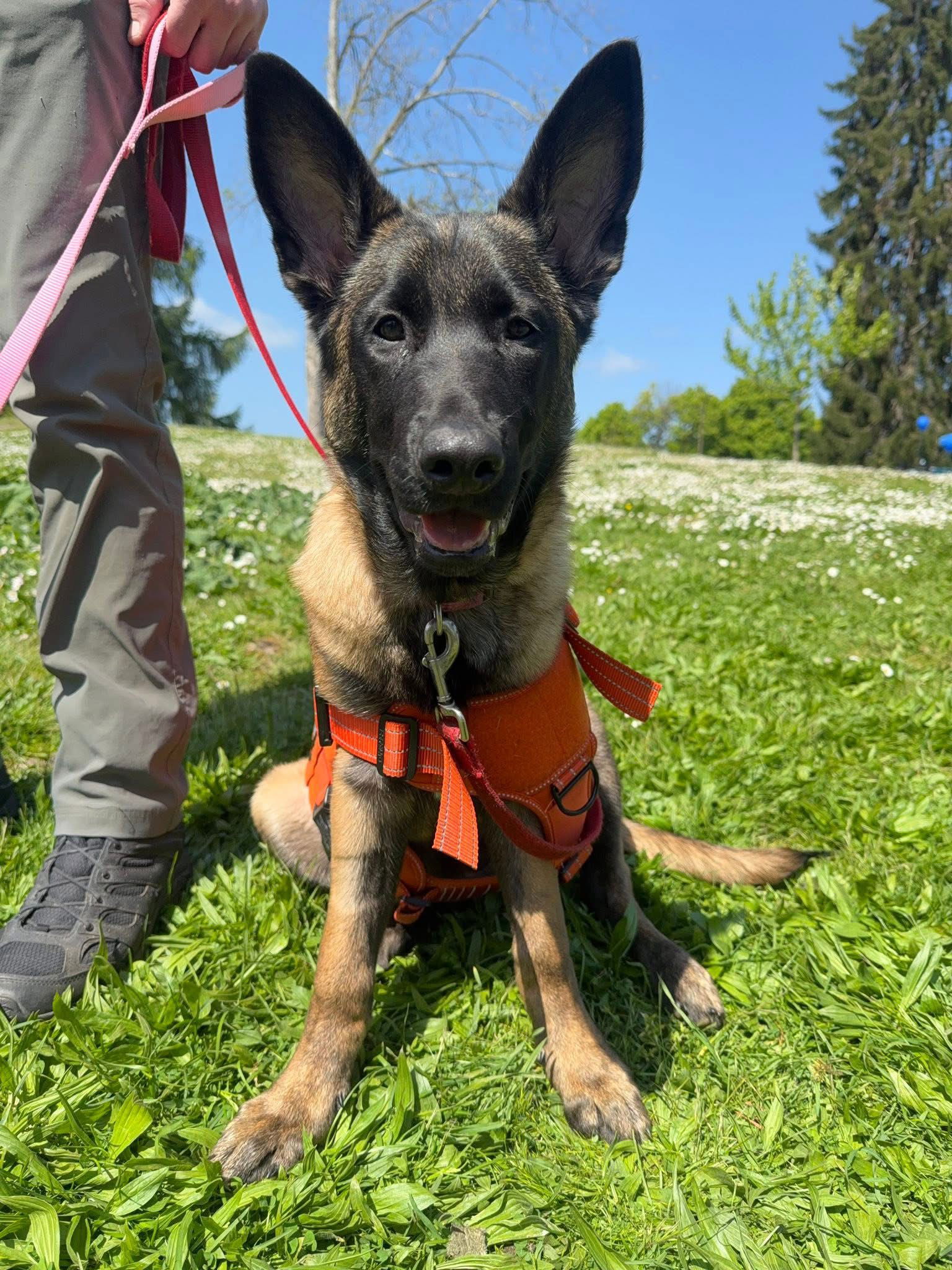 adoptable Dog in Seattle, WA named Larissa