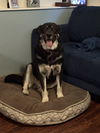 Kodiak
