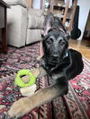 Odin