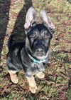 Odin