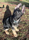Odin