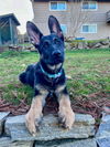 Odin