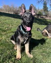 Odin
