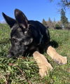 Odin