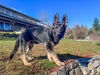Odin