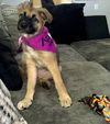 Sadie