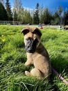 Sadie