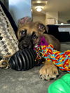 Sadie