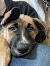 Shiloh